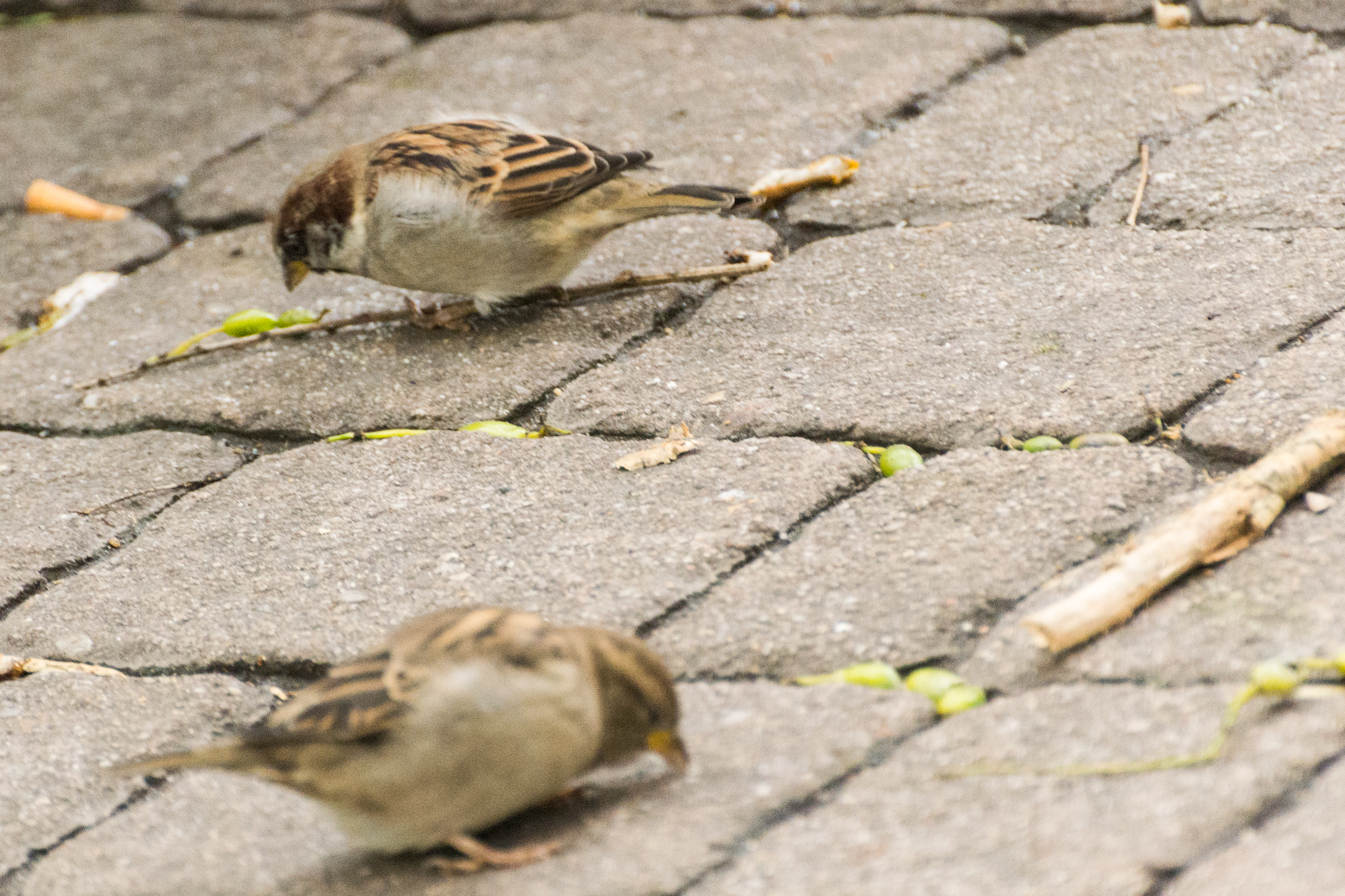 Birds in Tiergarten